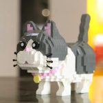 Gatto Moyu 3